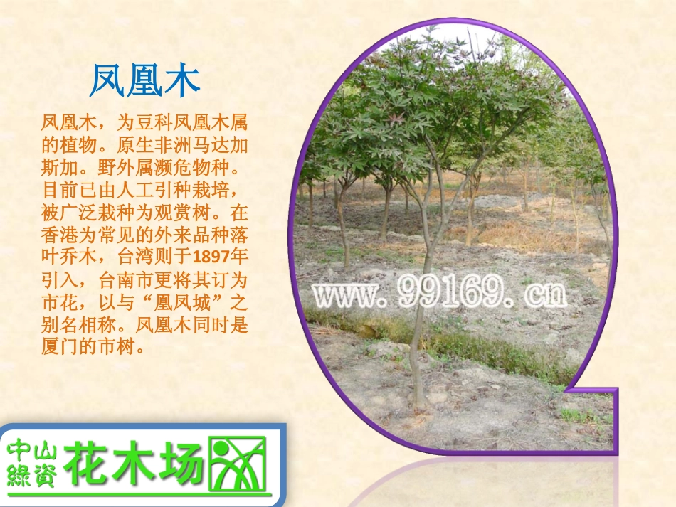 苗木,园林绿化,广东花木,绿化工程,中山花木场之凤凰木_第2页