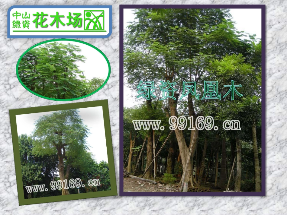 苗木,园林绿化,广东花木,绿化工程,中山花木场之凤凰木_第3页