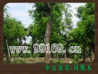 苗木,园林绿化,广东花木,绿化工程,中山花木场之凤凰木