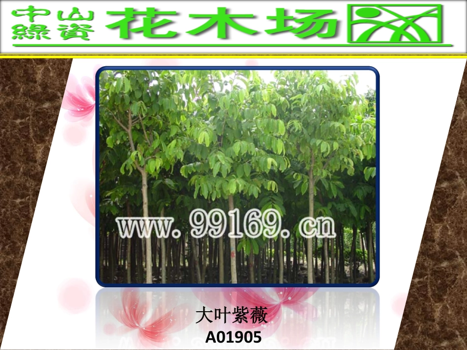 花木,绿化工程,广东花木场之二乔木兰,大叶紫微,吊瓜树,大叶榕图片赏悦_第2页