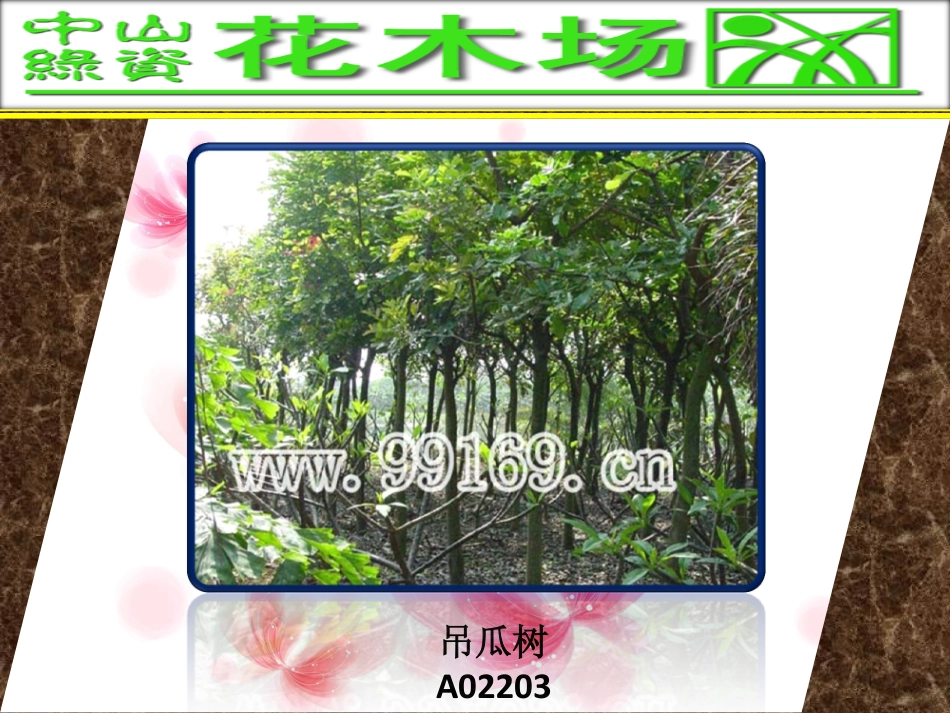 花木,绿化工程,广东花木场之二乔木兰,大叶紫微,吊瓜树,大叶榕图片赏悦_第3页