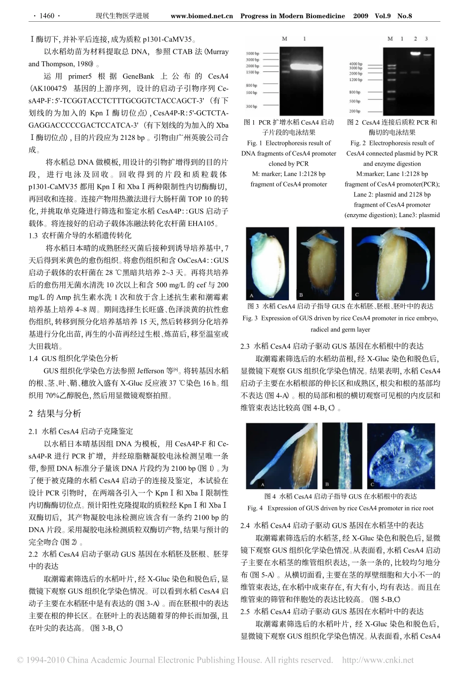 水稻CesA4基因启动子与GUS基因融合表达_第2页