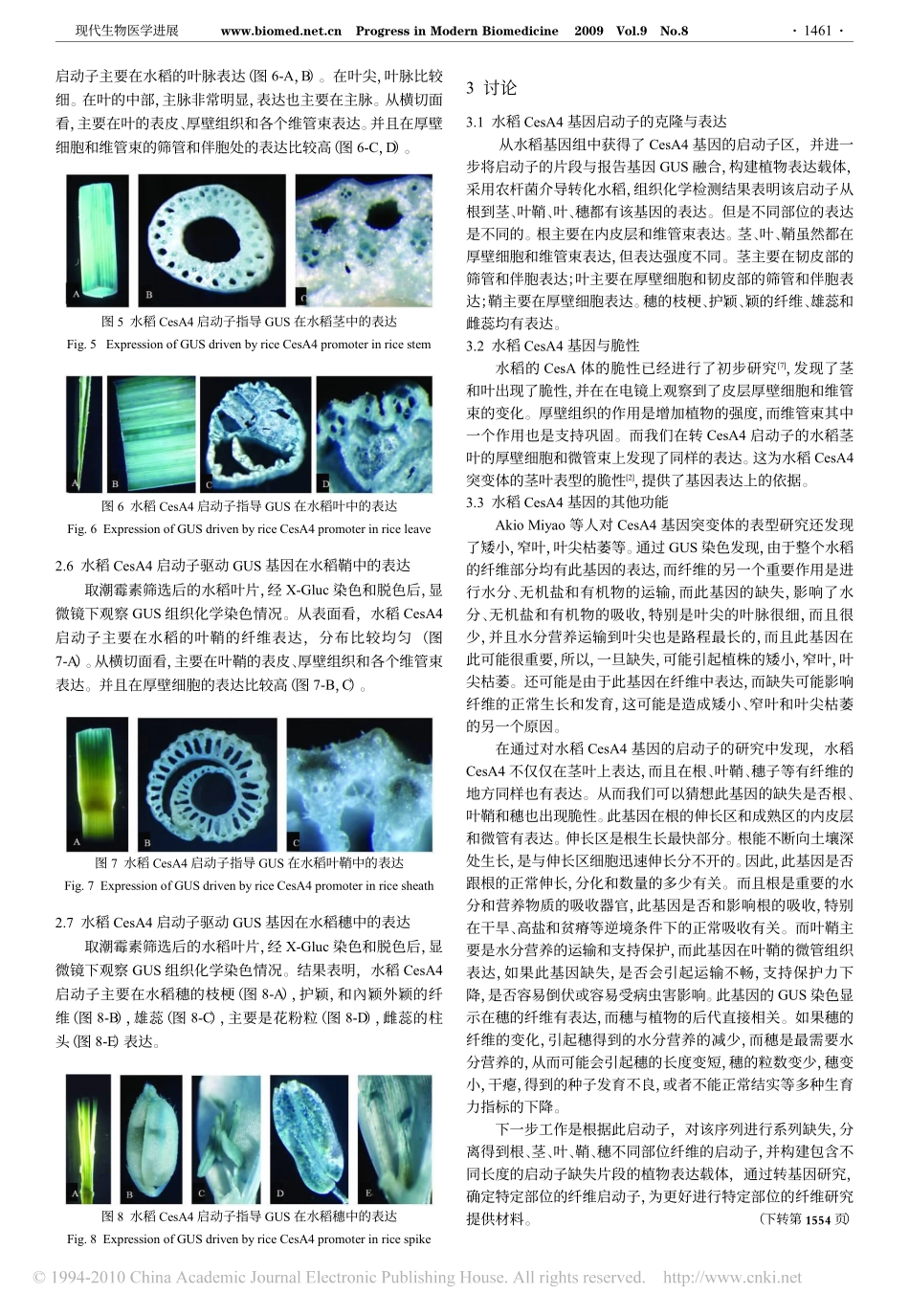 水稻CesA4基因启动子与GUS基因融合表达_第3页
