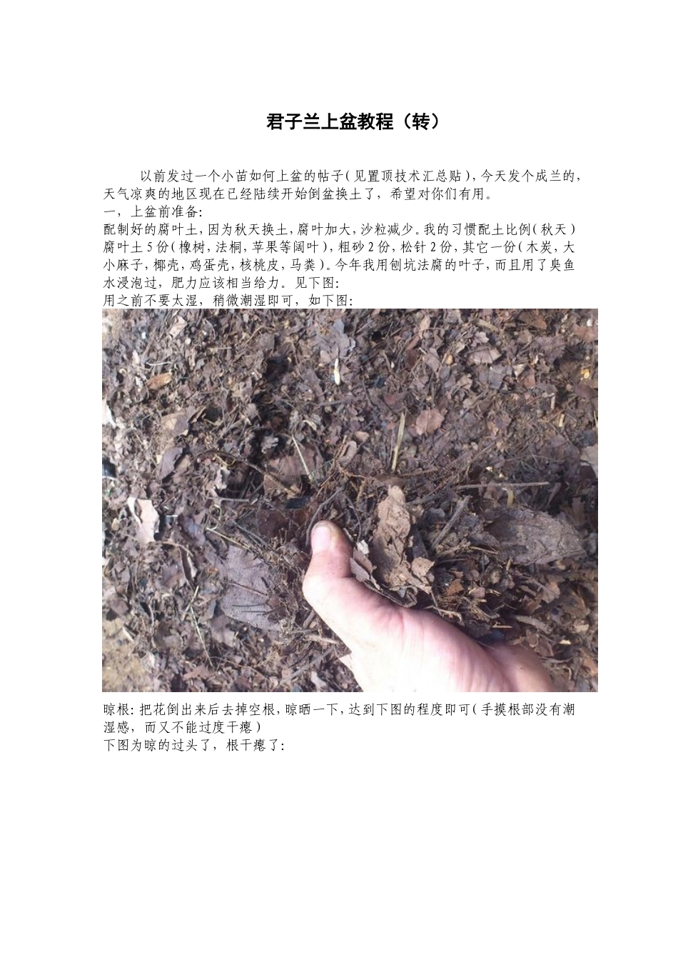 君子兰上盆教程_第1页