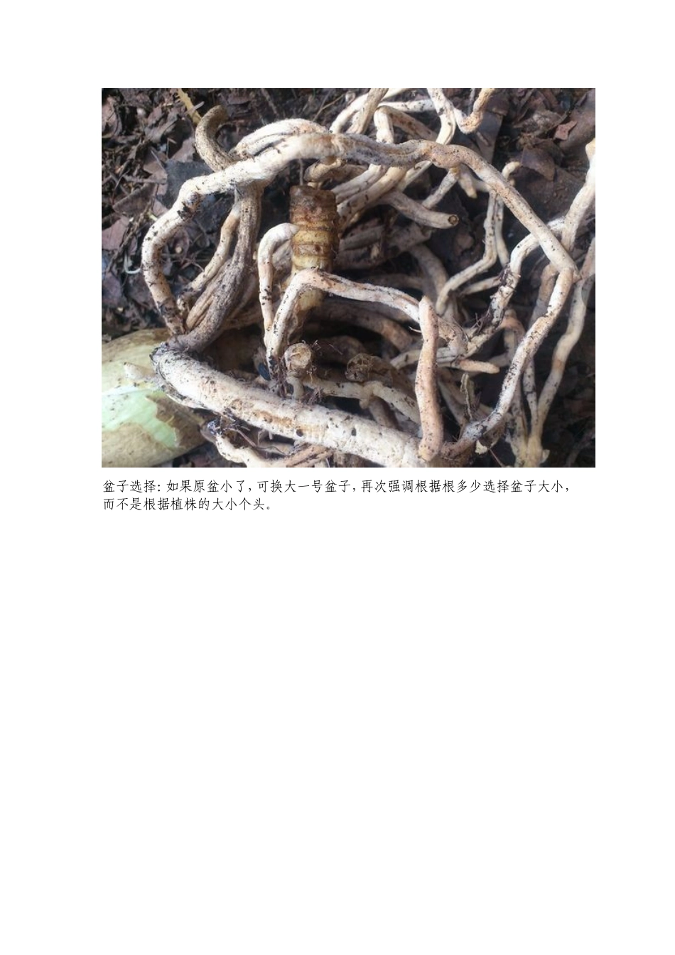 君子兰上盆教程_第2页