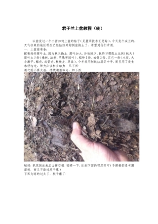 君子兰上盆教程