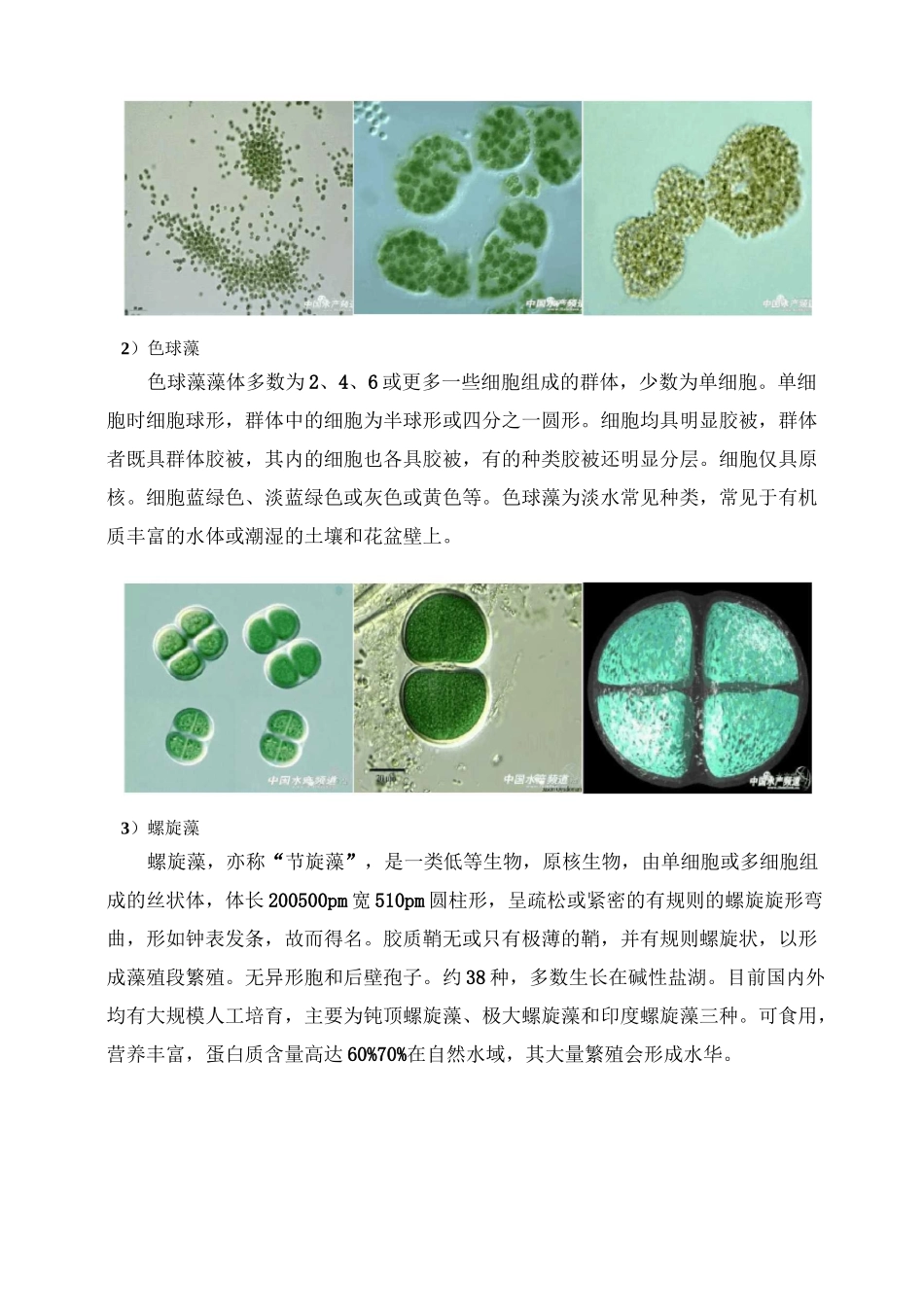 常见藻类形体特征及图谱_第2页