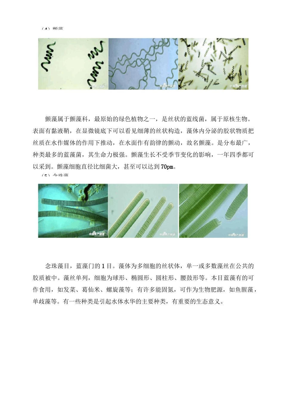 常见藻类形体特征及图谱_第3页