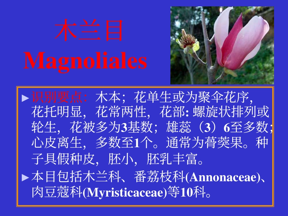植物科属分类B-22--木兰科_第1页