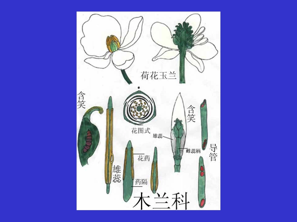 植物科属分类B-22--木兰科_第3页