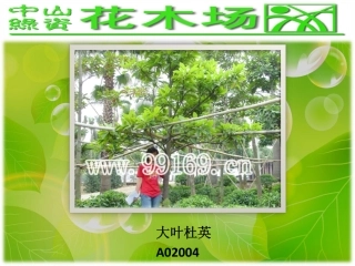 绿化,园林绿化,广东花木场之大叶杜英,垂榕,垂柳,大花第伦桃图片赏悦