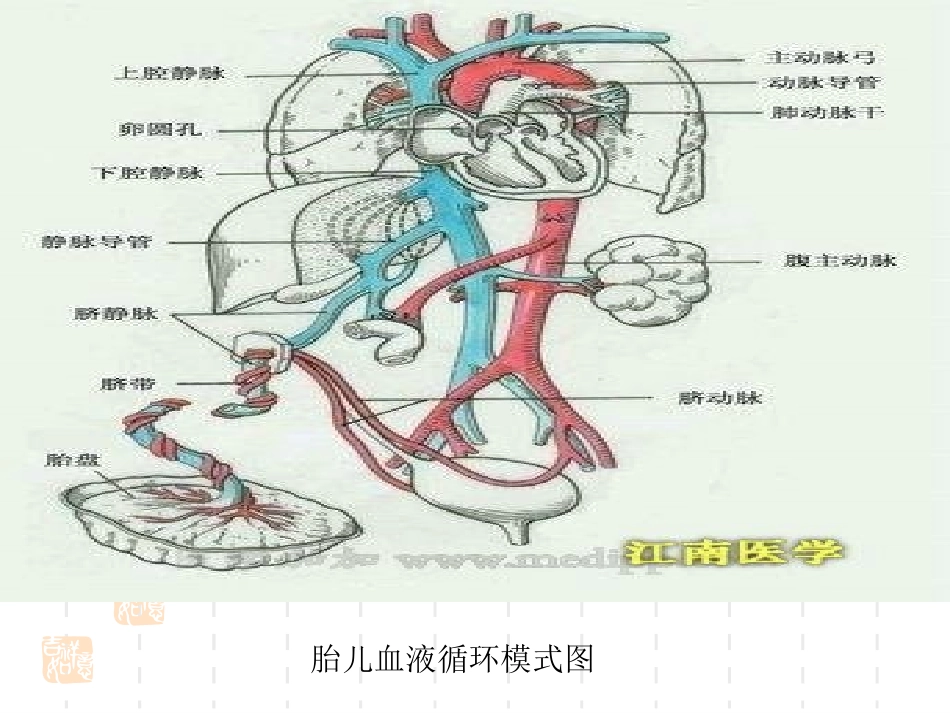 药物在胎儿体内的分布_第3页