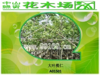 苗木,园林绿化,广东花木之大叶榄仁,垂榕,垂柳,大榕图片赏悦1