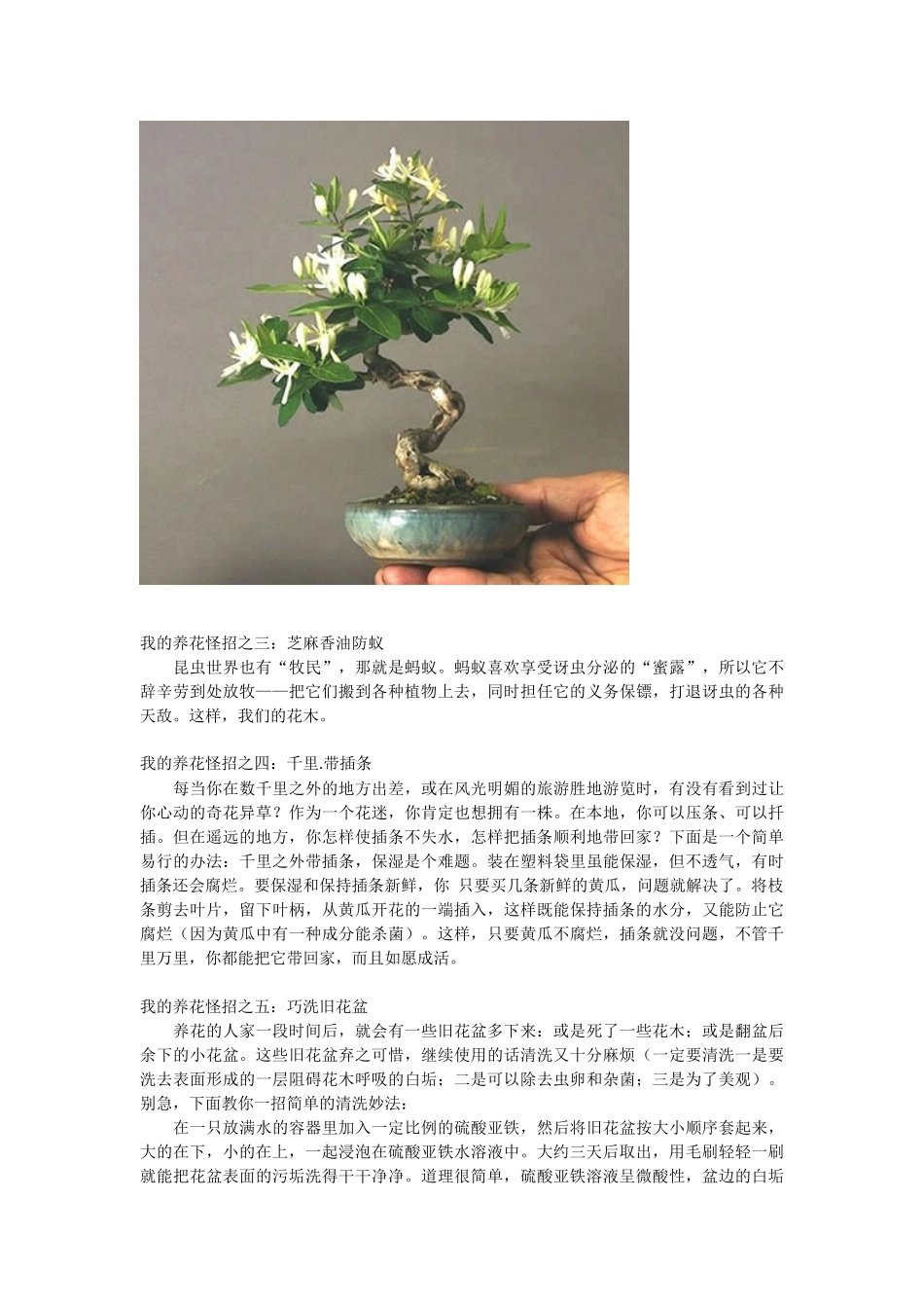 我的养花怪招_第2页