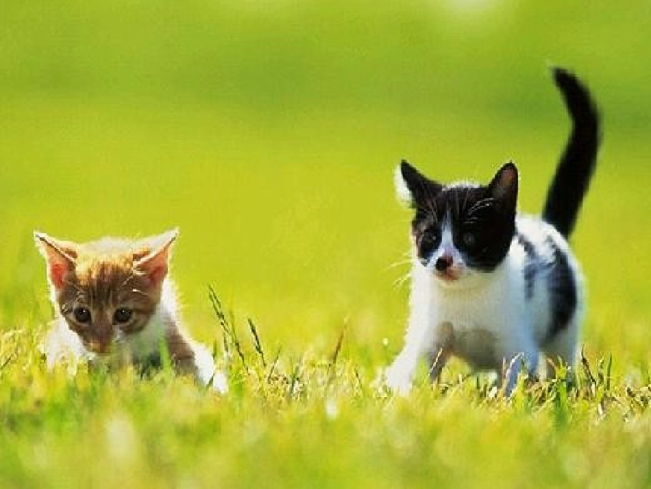 南辛村小学石菊花课件《猫》_第1页