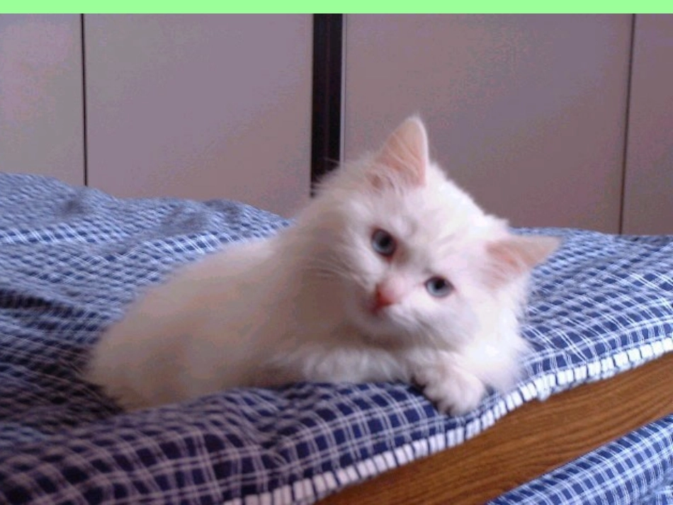 南辛村小学石菊花课件《猫》_第3页