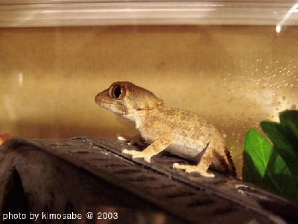 小壁虎借尾巴 (2)_第3页