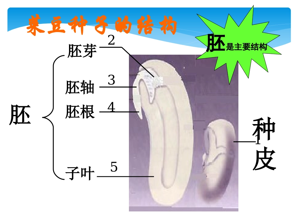 陈蓓八年级生物上册（192）课件_第2页