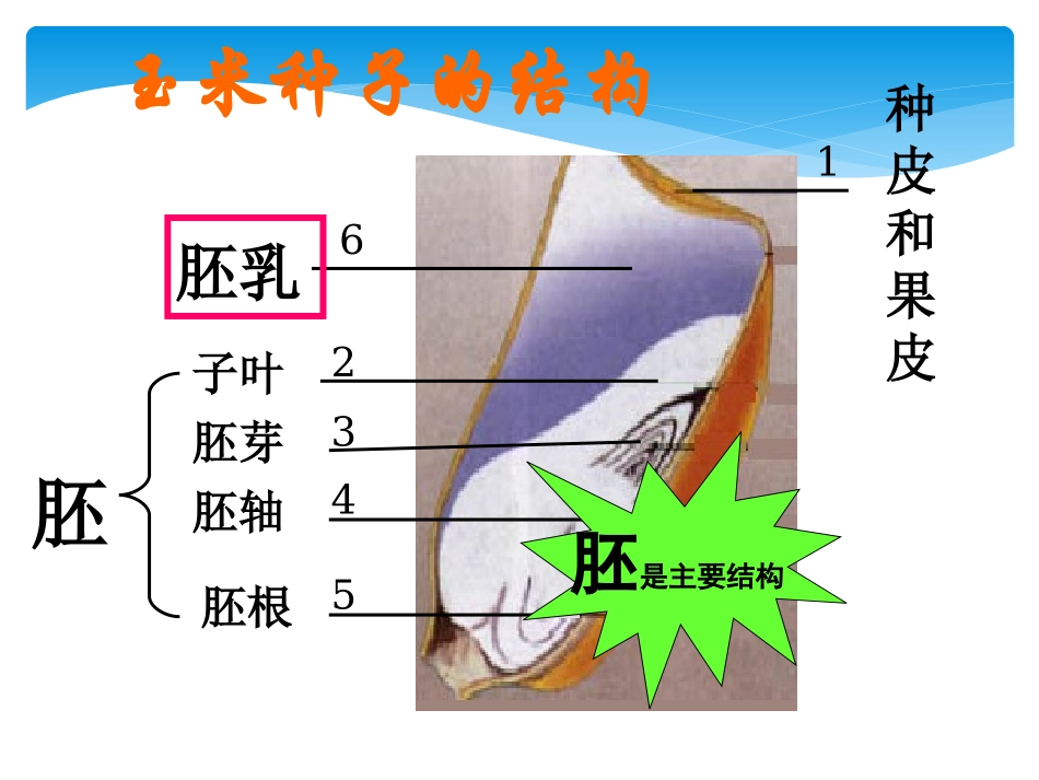 陈蓓八年级生物上册（192）课件_第3页