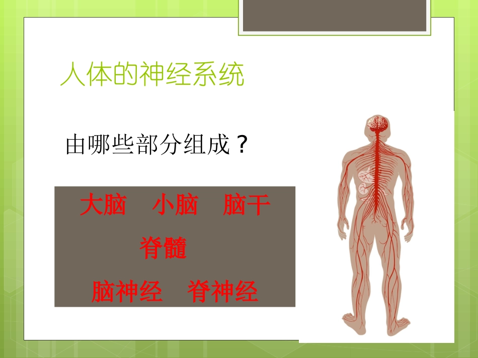 陈蓓八年级生物上册（161）课件_第2页