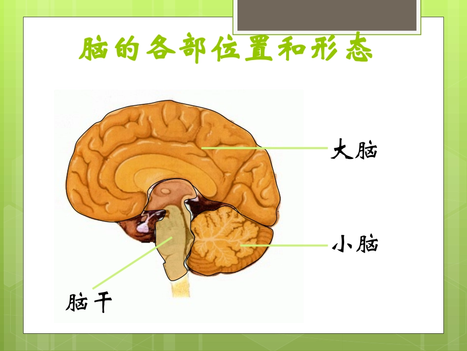 陈蓓八年级生物上册（161）课件_第3页