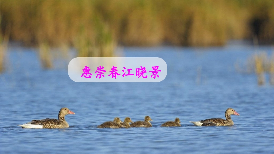 古诗二首惠崇春江晓景教学课件_第2页