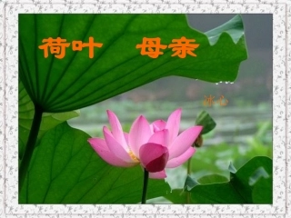 荷叶母亲 (2)