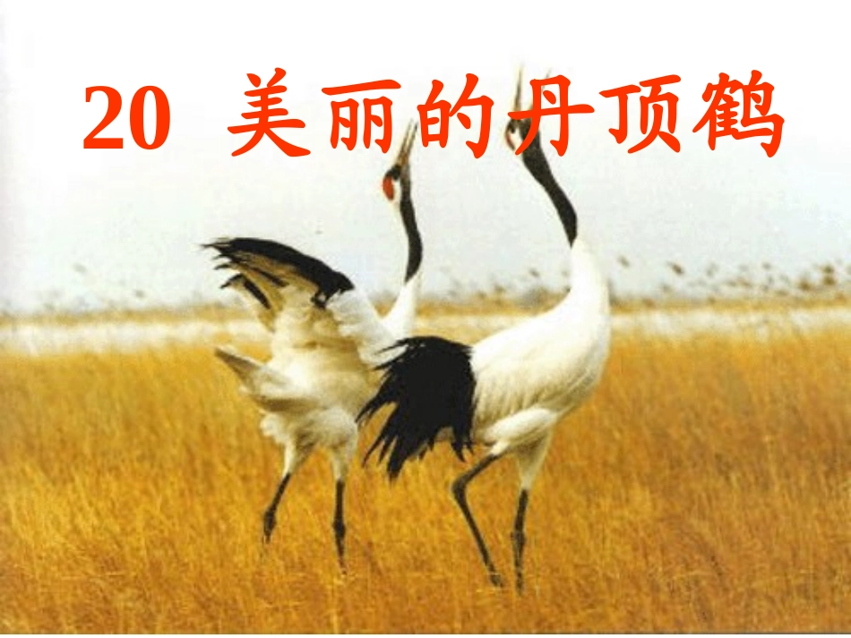 美丽的丹顶鹤_第3页