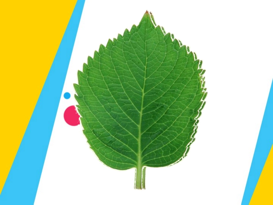 《双胞胎》课件陈敏[1][1]_第2页