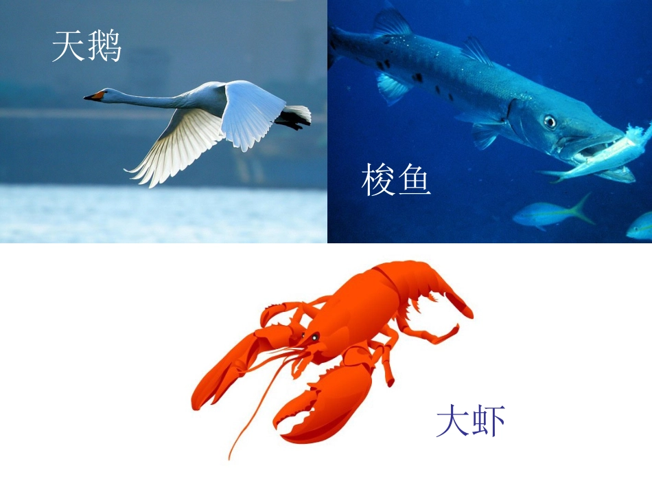《天鹅大虾和梭鱼》PPT_第2页