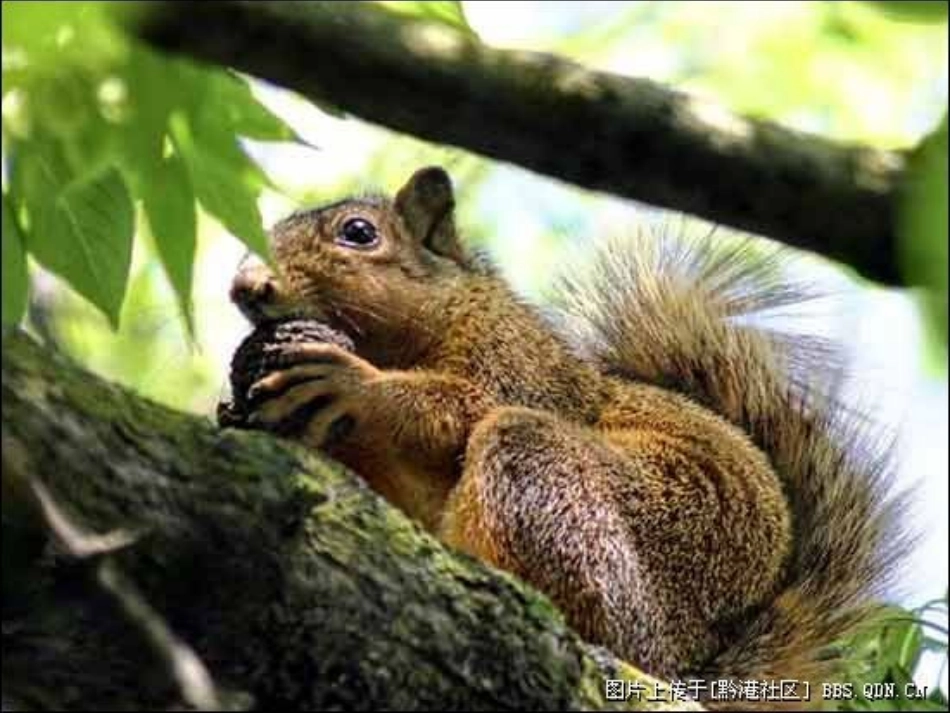 北师版小学三年级语文松鼠1_第2页