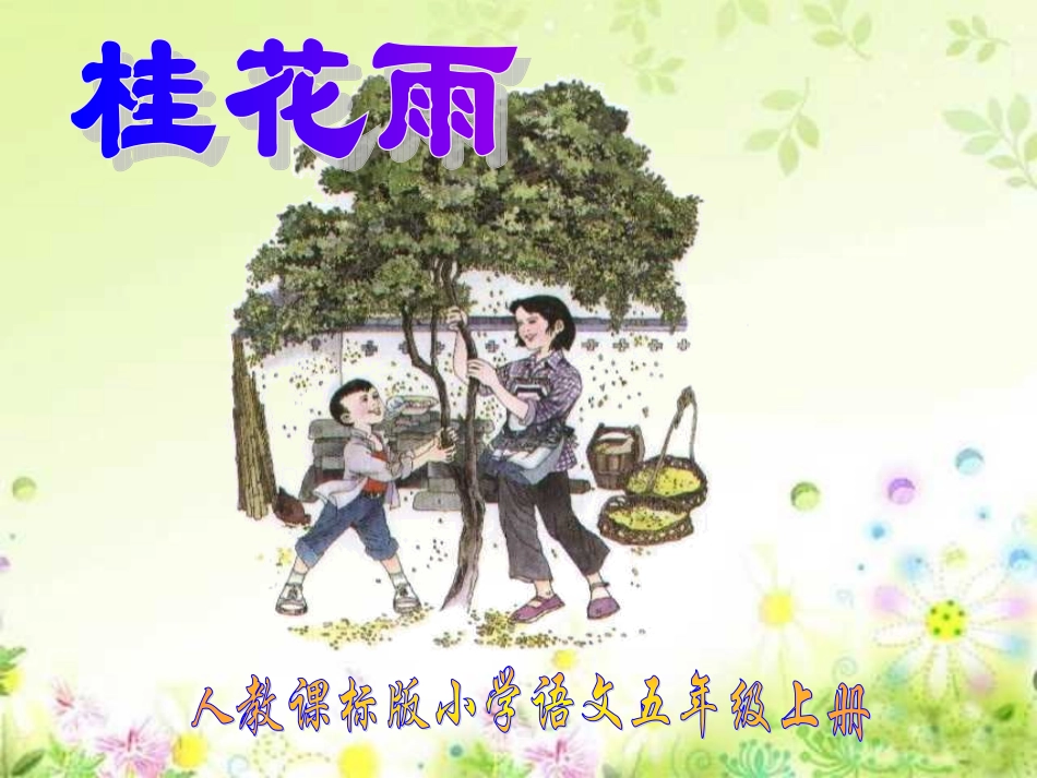 桂花雨_PPT课件_第1页