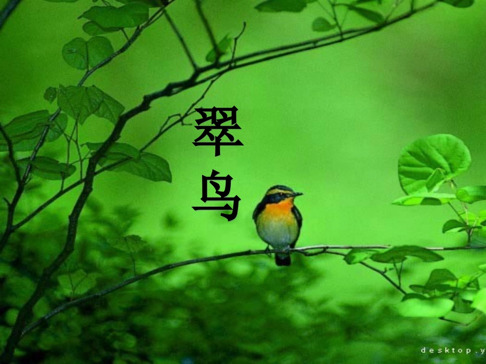 北师大版三年级语文上册《翠鸟》课件_第1页