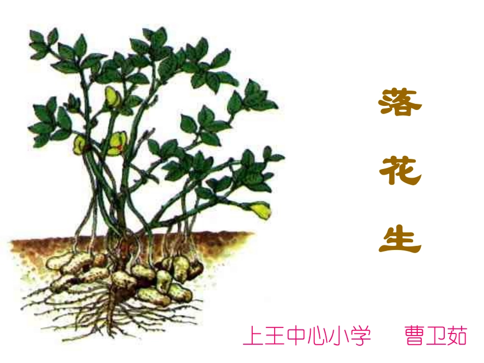 落花生 (2)_第1页