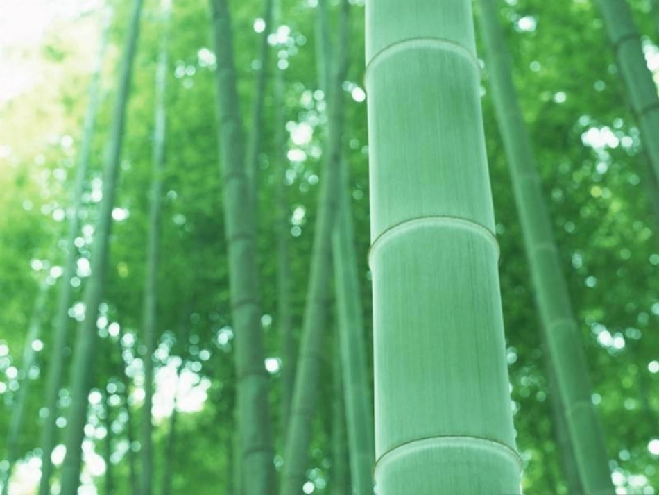 落花生 (2)_第3页