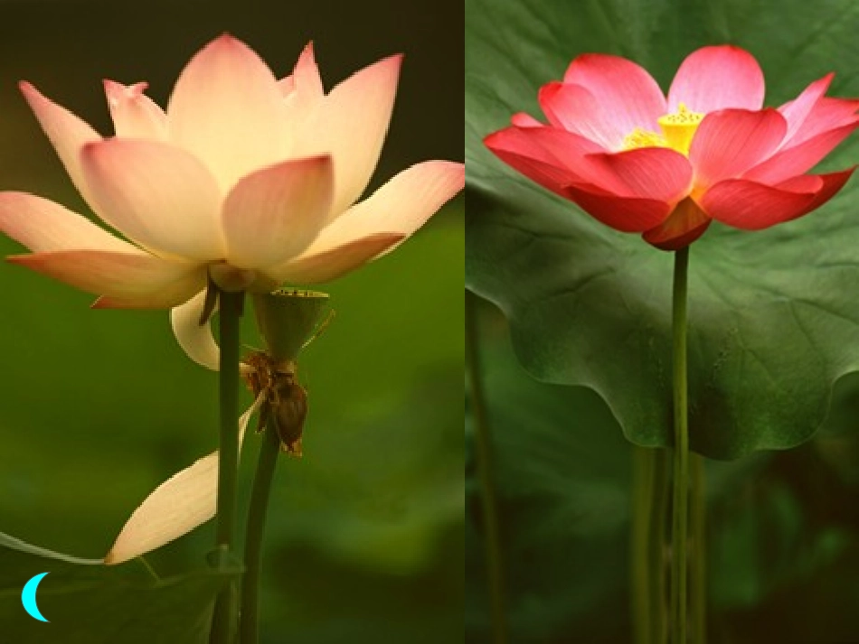 爱莲说 (3)_第2页