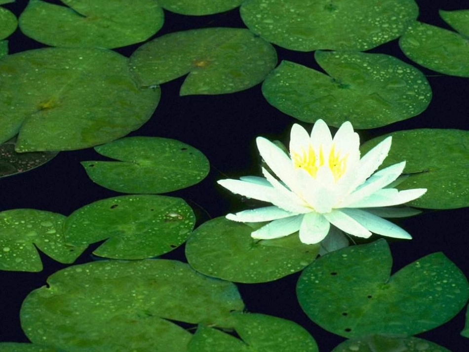 爱莲说 (3)_第3页