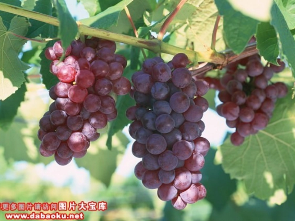 秋天里的水果_第2页