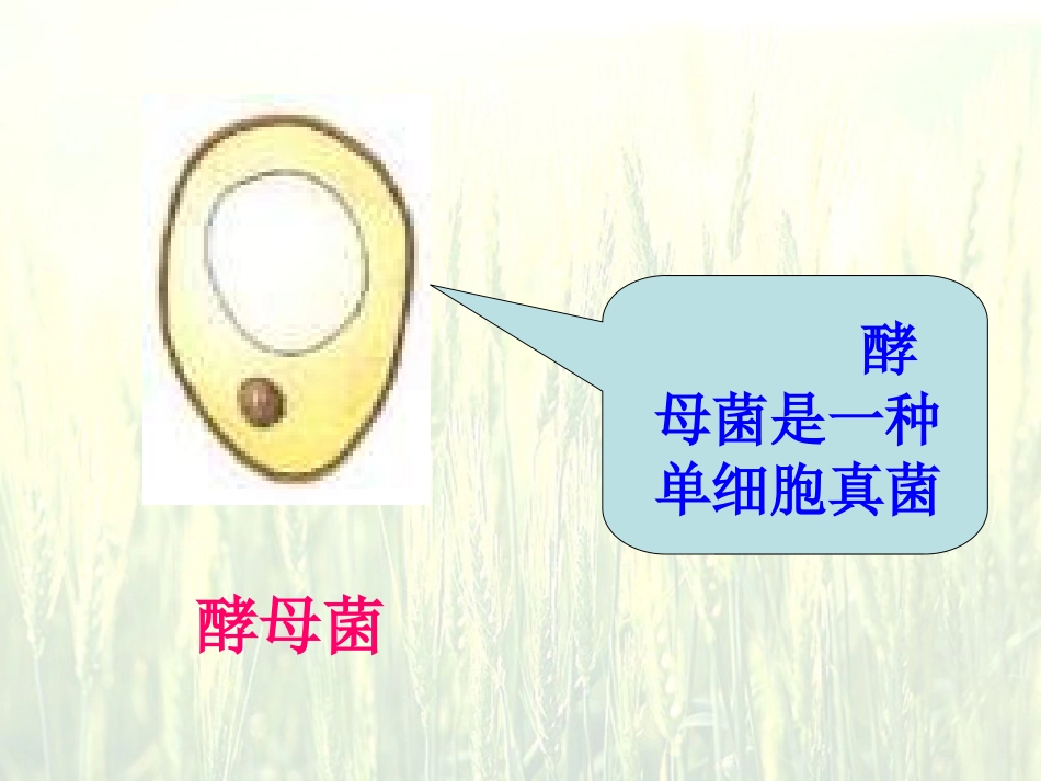 《只有一个细胞的生物体》_第2页