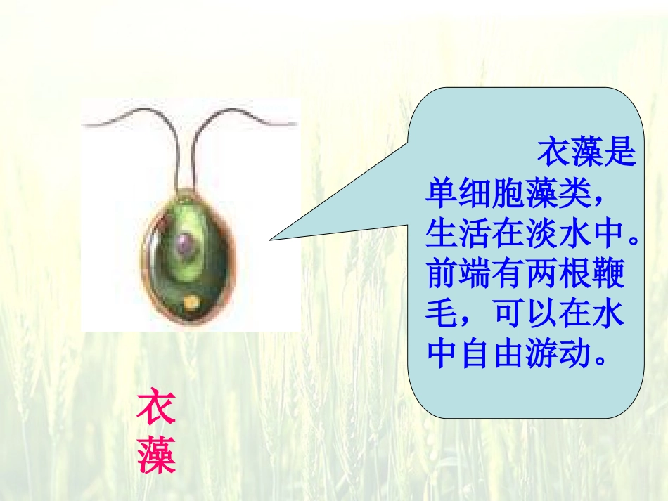 《只有一个细胞的生物体》_第3页