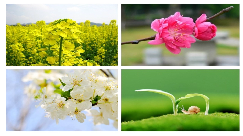 《燕子》第一课时课件 (2)_第1页