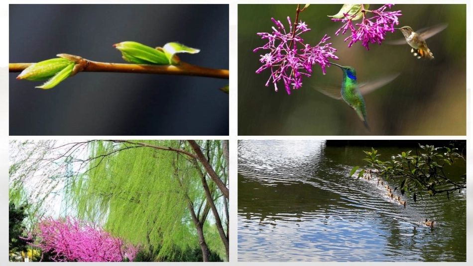 《燕子》第一课时课件 (2)_第2页