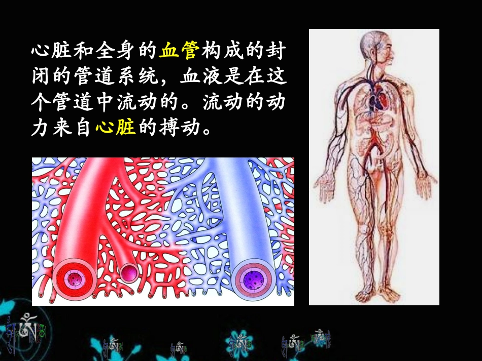 血流的管道血管人教版七年级下册生物课件_第3页