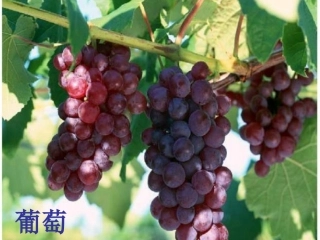 人教版语文二年级上册17课《_酸的和甜的》