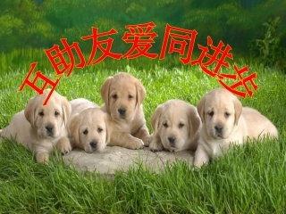 互助友爱同进步