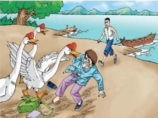 新牛和鹅课件