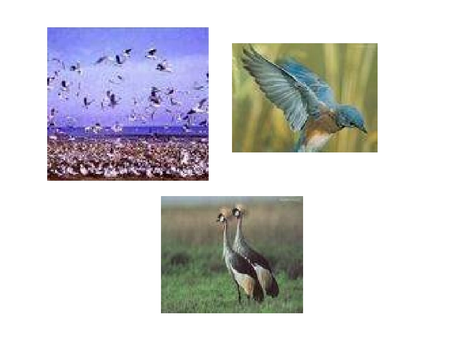 两只鸟蛋(小学一年级语文课件)_第1页