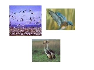 两只鸟蛋(小学一年级语文课件)