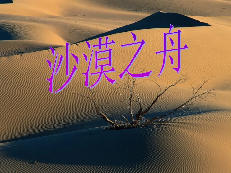 《沙漠之舟》课件_第1页