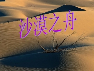 《沙漠之舟》课件